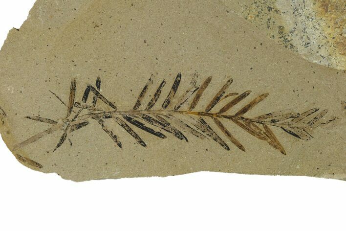 Dawn Redwood (Metasequoia) Fossil - Montana #165219